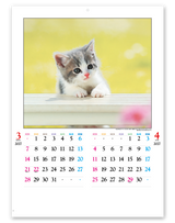 かわいい猫 3