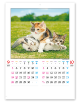 かわいい猫 6