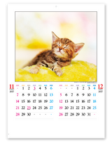 かわいい猫 7