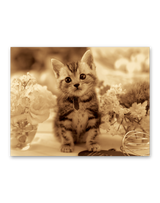 ハローキャッツ 4