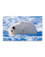 かわいい動物たち 4