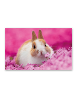 かわいい動物たち 6