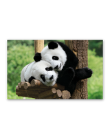 かわいい動物たち 8