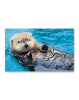 かわいい動物たち 10
