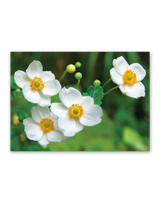 花ことばと文字 12