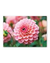 花ことばと文字 13