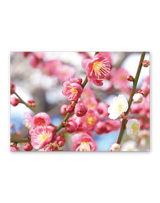 花ことばと文字 3