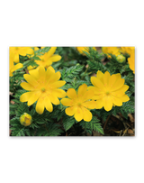 花ことばと文字 4