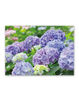花ことばと文字 8