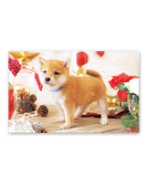 サンキュー・ドッグ 14