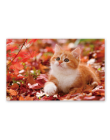 サンキュー・キャット 13