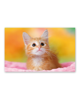サンキュー・キャット 3