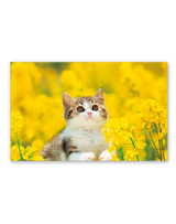 サンキュー・キャット 5
