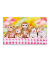 サンキュー・キャット 8