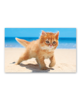 サンキュー・キャット 10