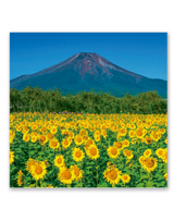 ﾌｨﾙﾑ　富士山 6