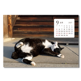 卓上猫さんぽ〔ワイド〕 11