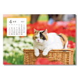 卓上猫さんぽ〔ワイド〕 6