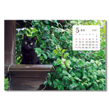 卓上猫さんぽ〔ワイド〕 7