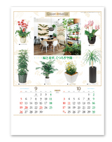 観葉植物と暮し 6